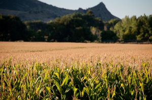 corn_field