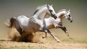 horse-horses-31515763-1366-768
