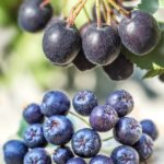 Black choke berry.When: 19 Mar 2014