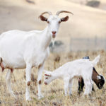 goat_family