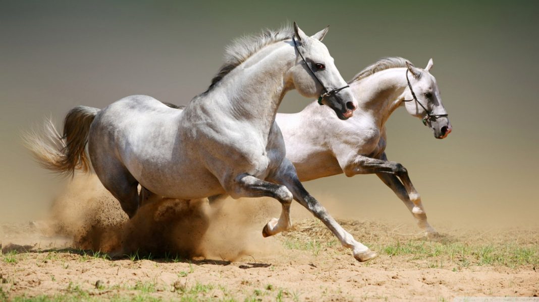 horse-horses-31515763-1366-768