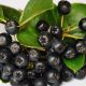 aronia-1589974_1920