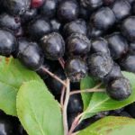 aronia-178026_1920