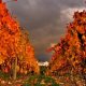 autumn-vineyard-1247773