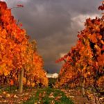 autumn-vineyard-1247773a