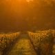 Vineyard Sunrise, Bordeaux Vineyard, France.When: 15 Nov 2016