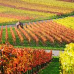 fall_vineyard_w1