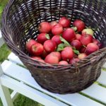 Apples in a basket on a benchWhen: 17 Jul 2015