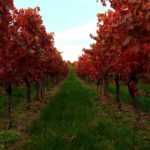 vines-1772431_1920