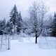 winter_orchard4