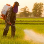 Fitotoksičnost herbicida (2)