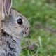 Young Rabbits Oryctolagus cuniculus Feeding in MeadowWhen: 26 Mar 2010