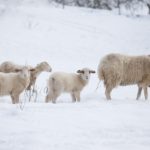 Sheep in the snowWhen: 13 Feb 2012