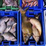 Fresh Fishes – photo was taken on the Market in Israel.When: 24 Feb 2010