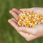 Hands holding seed corn, organic farmingWhen: 20 Apr 2011