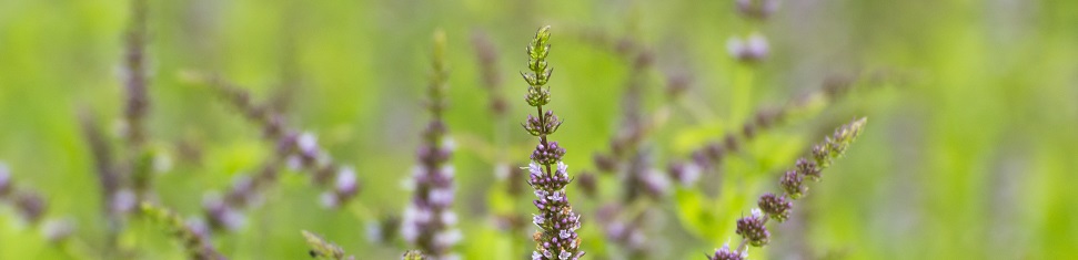 Peppermint Mentha x piperitaWhen: 26 Nov 2012