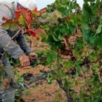 pruning vines contest, La Rapita, Catalonia, SpainWhen: 13 Dec 2012