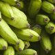 Bananas at Atalaya Village in Peru.When: 24 Apr 2008