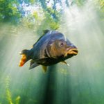 Carp, Baden-Wurttemberg, Germany / (Cyprinus carpio)When: 21 Oct 2014