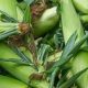 Corn stack for sale at a local farmers market.When: 20 Jun 2015