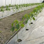green pepper plant. Greenhouse. Agricultural production.When: 11 Dec 2009