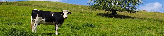 Tranzicioni period kod krava