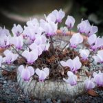 Cyclamen with plenty of little purple flowers in a pot.When: 25 Sep 2014