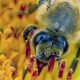 A close up of a bee gathering pollen from a sunflower.When: 01 Aug 2016
