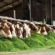 Row of cows eating grass in a stableWhen: 17 Sep 2016