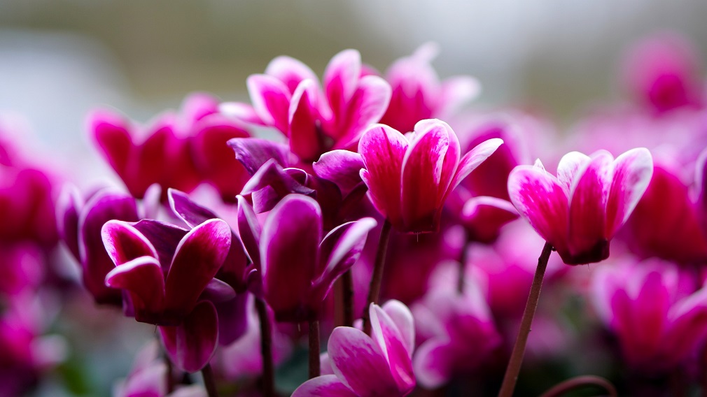 cyclamen-4860174_1920