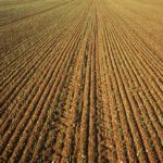 agriculture, wheat, early green shots of winter wheat. england norfolkshire norfolk.
