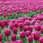 Purple Prince tulip field in Lisse, NetherlandsWhen: 20 Mar 2003