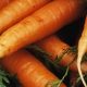 Agriculture – Organic carrots / Alaska, USAWhen: 23 Oct 2007