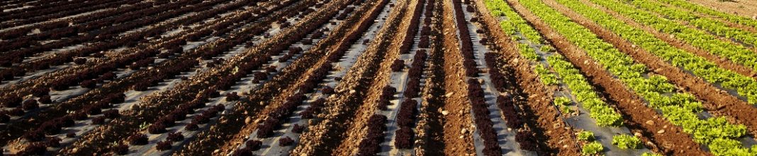 Farm and lettuce field, Milagro, Navarre, SpainWhen: 29 Oct 2009