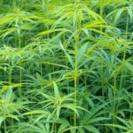 Indian hemp, marijuana, mary jane Cannabis sativa, fieldWhen: 26 Nov 2009