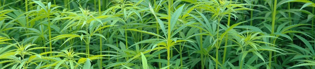 Indian hemp, marijuana, mary jane Cannabis sativa, fieldWhen: 26 Nov 2009