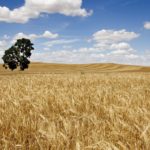 Wheat fields. Palencia, Castile-Leon, SpainWhen: 21 May 2010