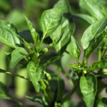 chili (Capsicum frutescens), in budWhen: 11 May 2013