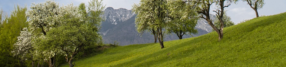 Fruit trees on a sunny day. Slovenian countryside in spring.When: 22 May 2013