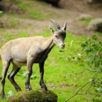 Close-up of a Alpine ibex (Capra ibex) in a zooWhen: 11 Jun 2011