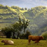 cows in the mountains, Asturias, Spain.When: 17 Jul 2004