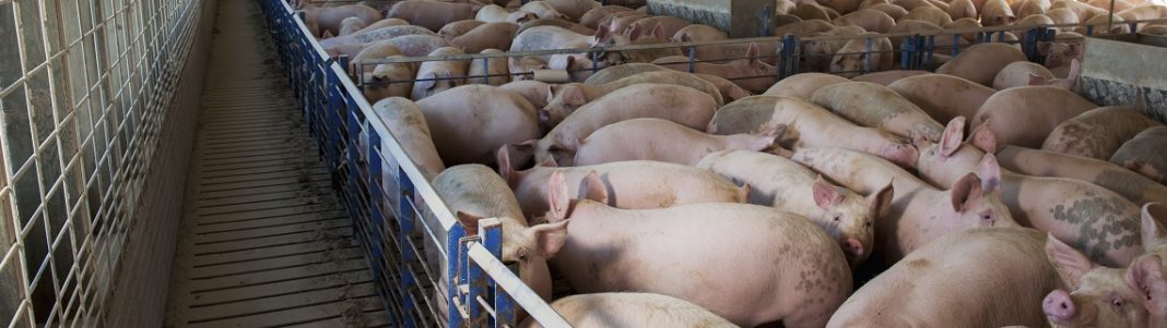 Pen in a building full of pigs; United States of AmericaWhen: 28 May 2015
