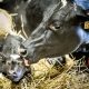 Cow licking her newborn calf.When: 28 Aug 2014