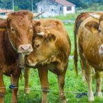 Cow in farmland. Cantabria, Spain, Europe.When: 07 Oct 2015