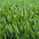 Turmeric plantWhen: 23 Jan 2001