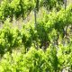 vinogradi vrsac swisslion (2)