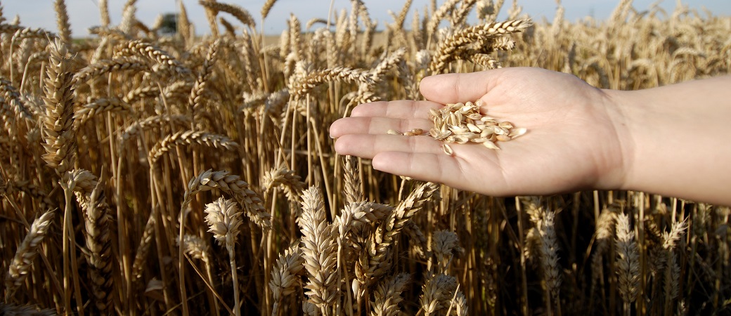 hand with grains in front of a wheat field, GermanyWhen: 08 Oct 2011