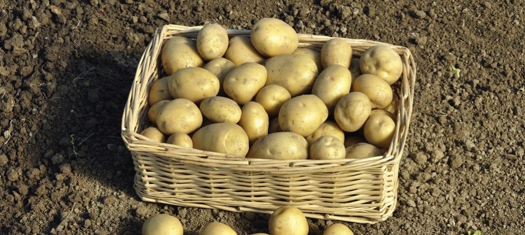 Harvesting potatoes Solanum tuberosum in a basketWhen: 05 Aug 2010