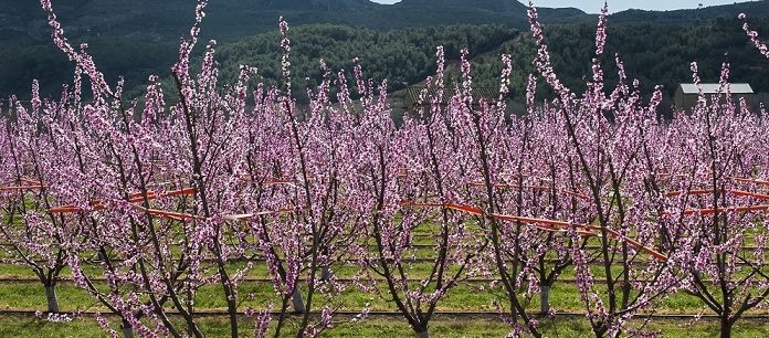 Kovrdžavost lista breskve