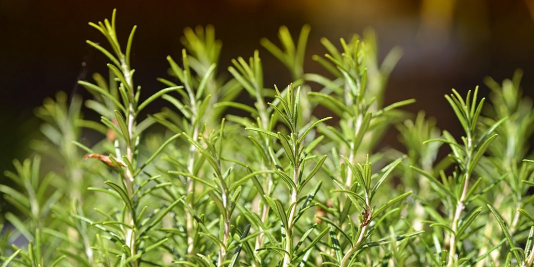Rosemary, Rosmarinus officinalisWhen: 07 Jun 2014
